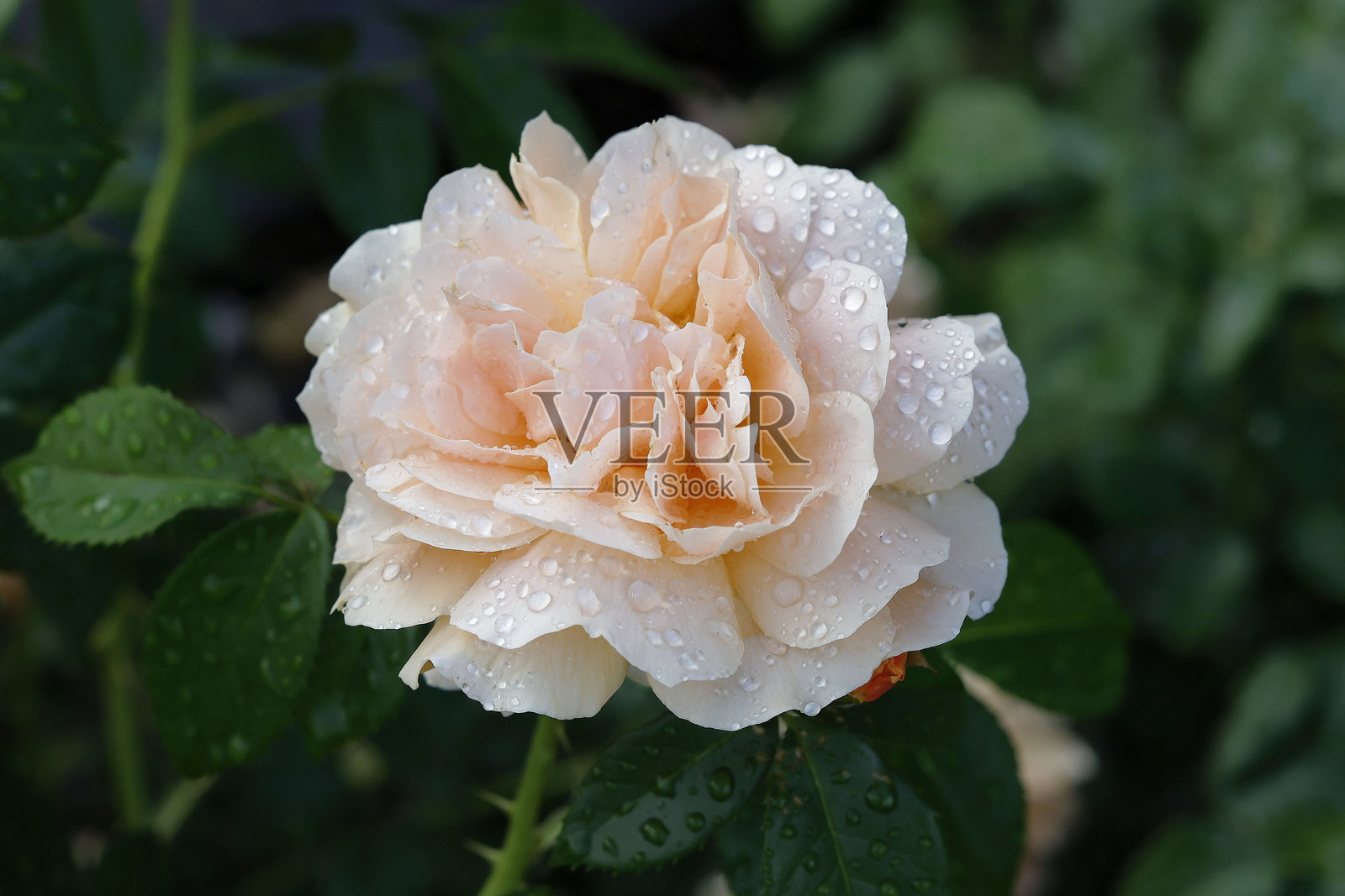 摩纳哥夏琳公主演绣茶玫瑰照片摄影图片