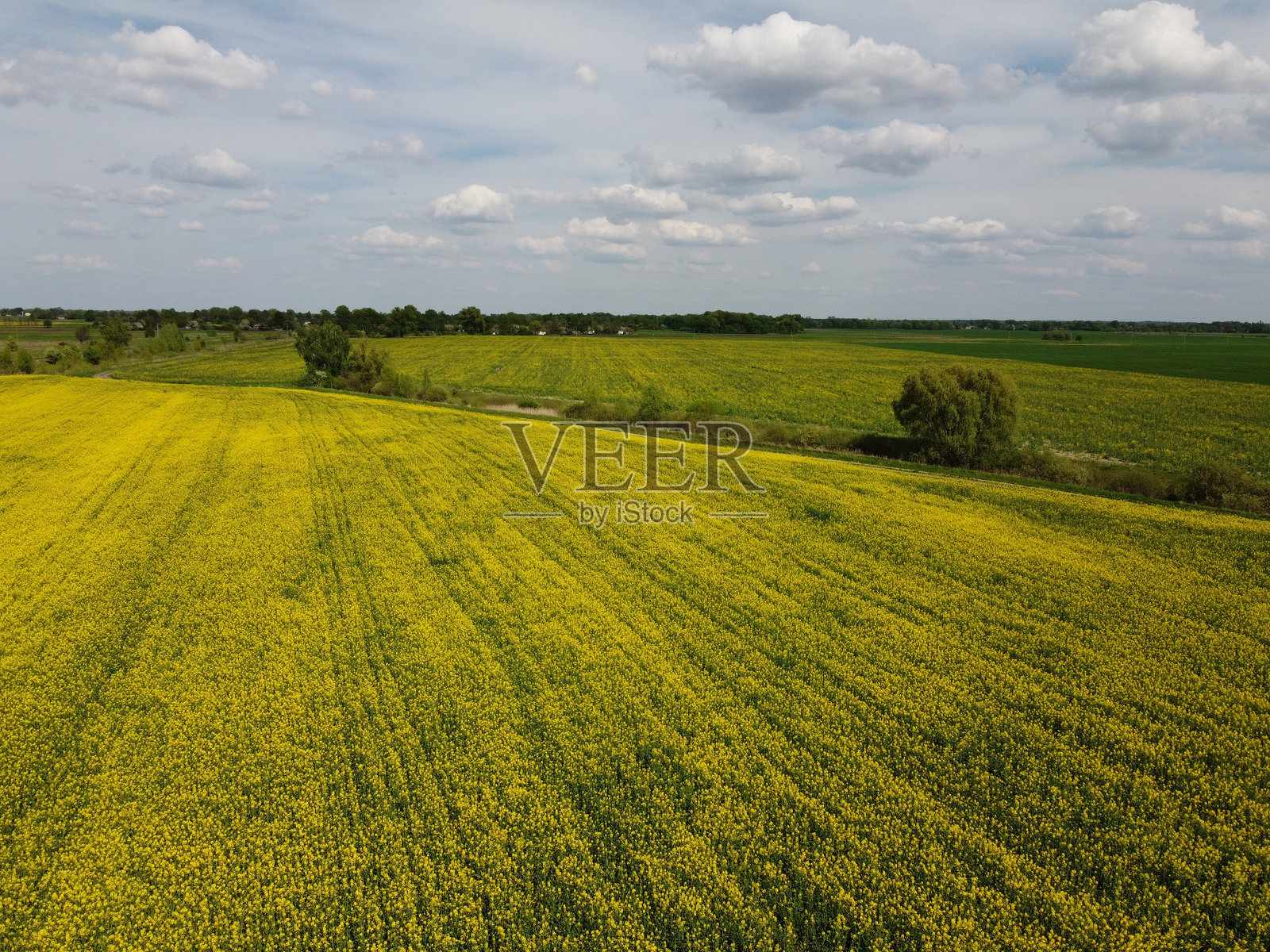 夏季农田里的油菜花。美丽的多云天空映衬着黄色的田野,风景如画。照片摄影图片