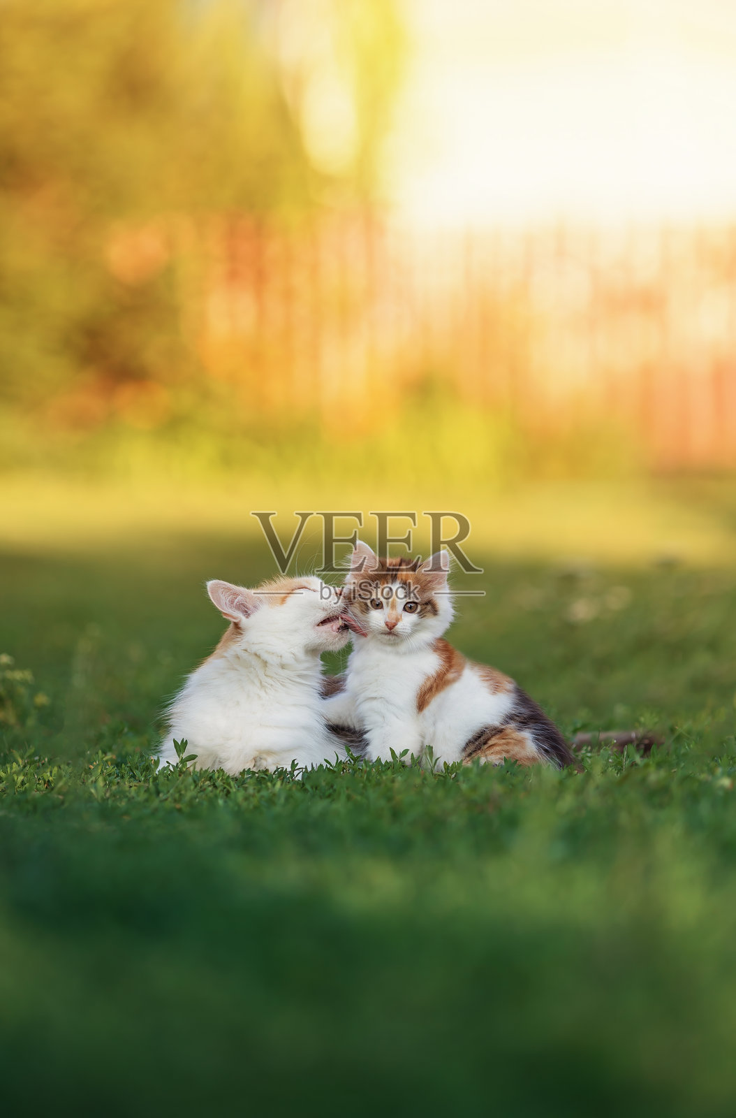 毛茸茸的猫和可爱的小猫坐在绿色草坪上,亲密地拥抱在一起。照片摄影图片