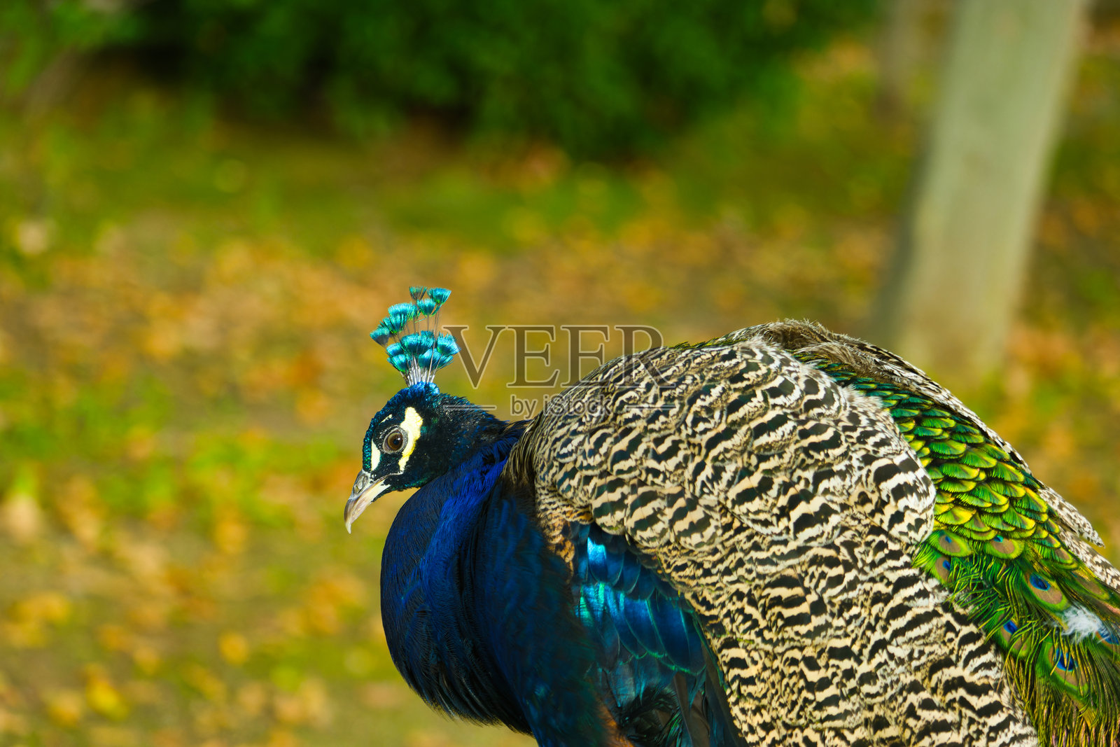 孔雀,鸟类,动物,动物群,西班牙,阿兰胡埃斯,色彩,羽毛,成年,自然照片摄影图片