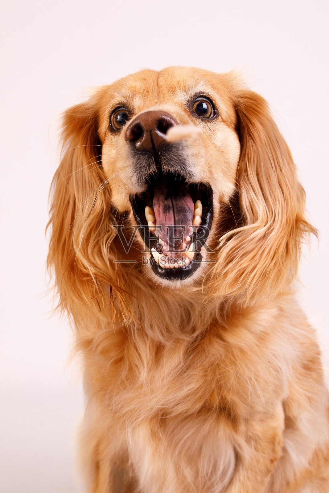 狗在空中接住零食照片摄影图片