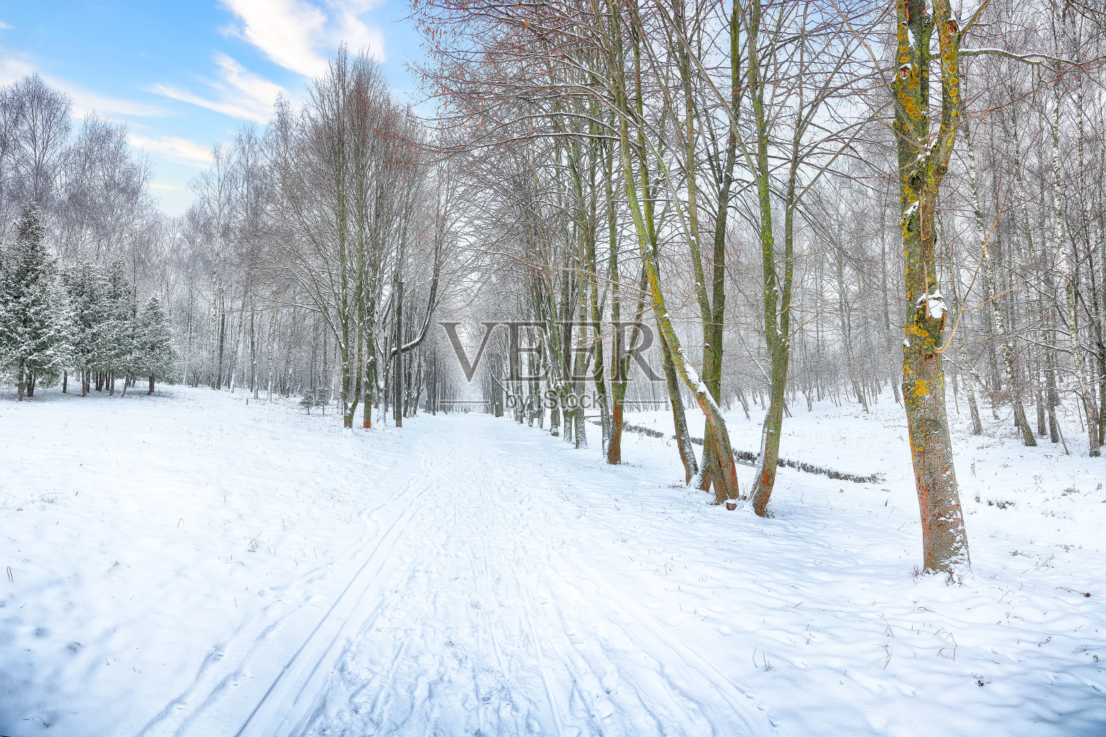 城市公园中被雪覆盖的树木构成的壮丽景观。照片摄影图片