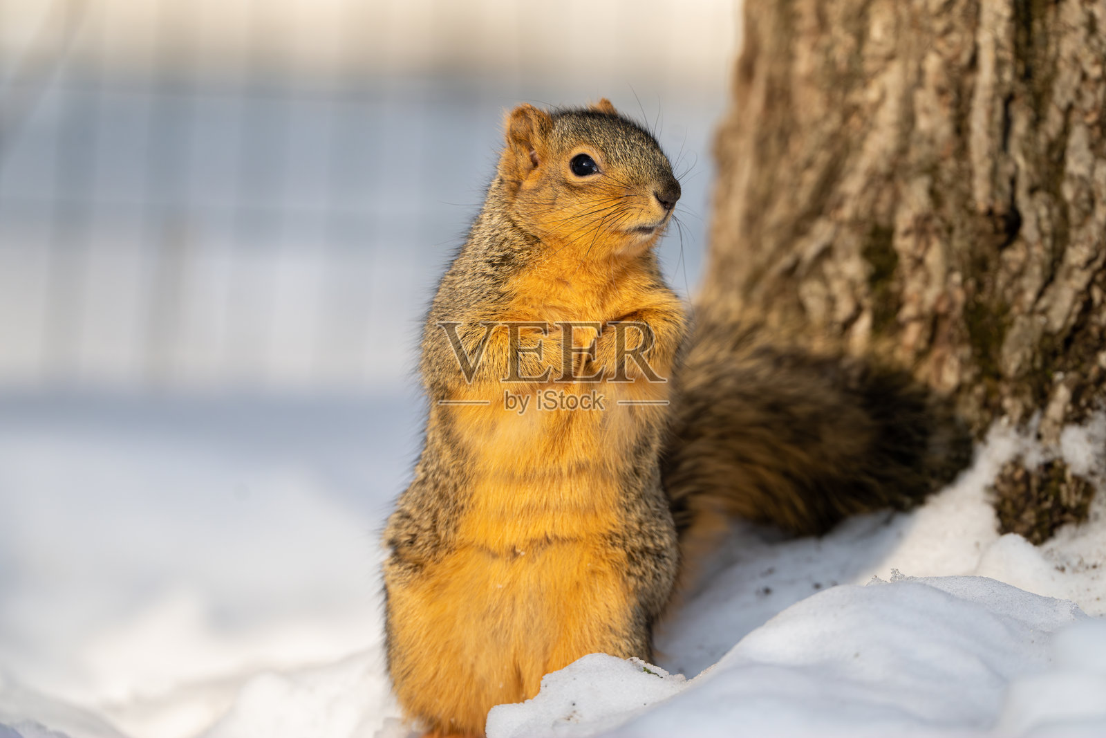 树旁的雪中松鼠照片摄影图片
