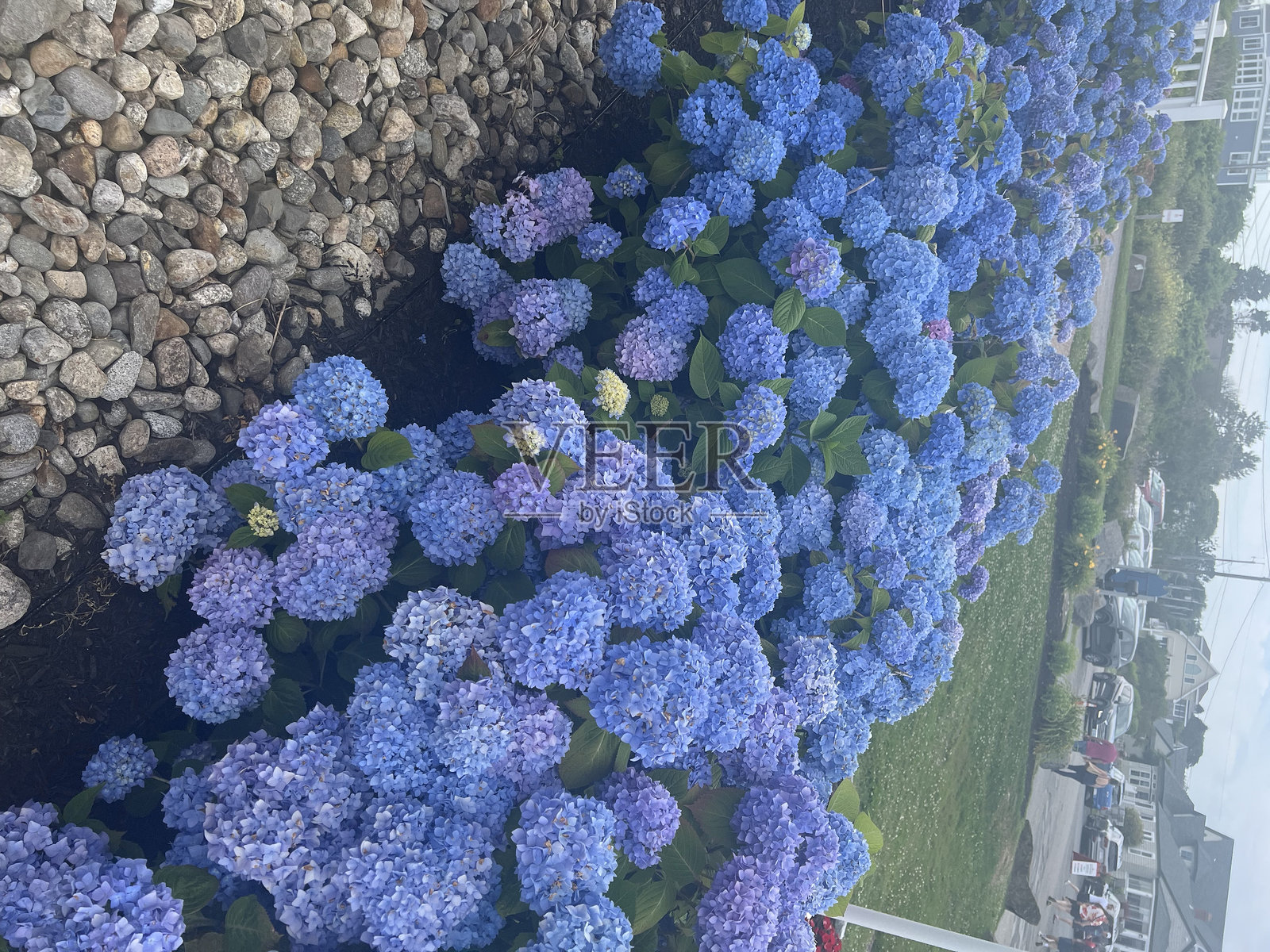 海边的绣球花小径照片摄影图片