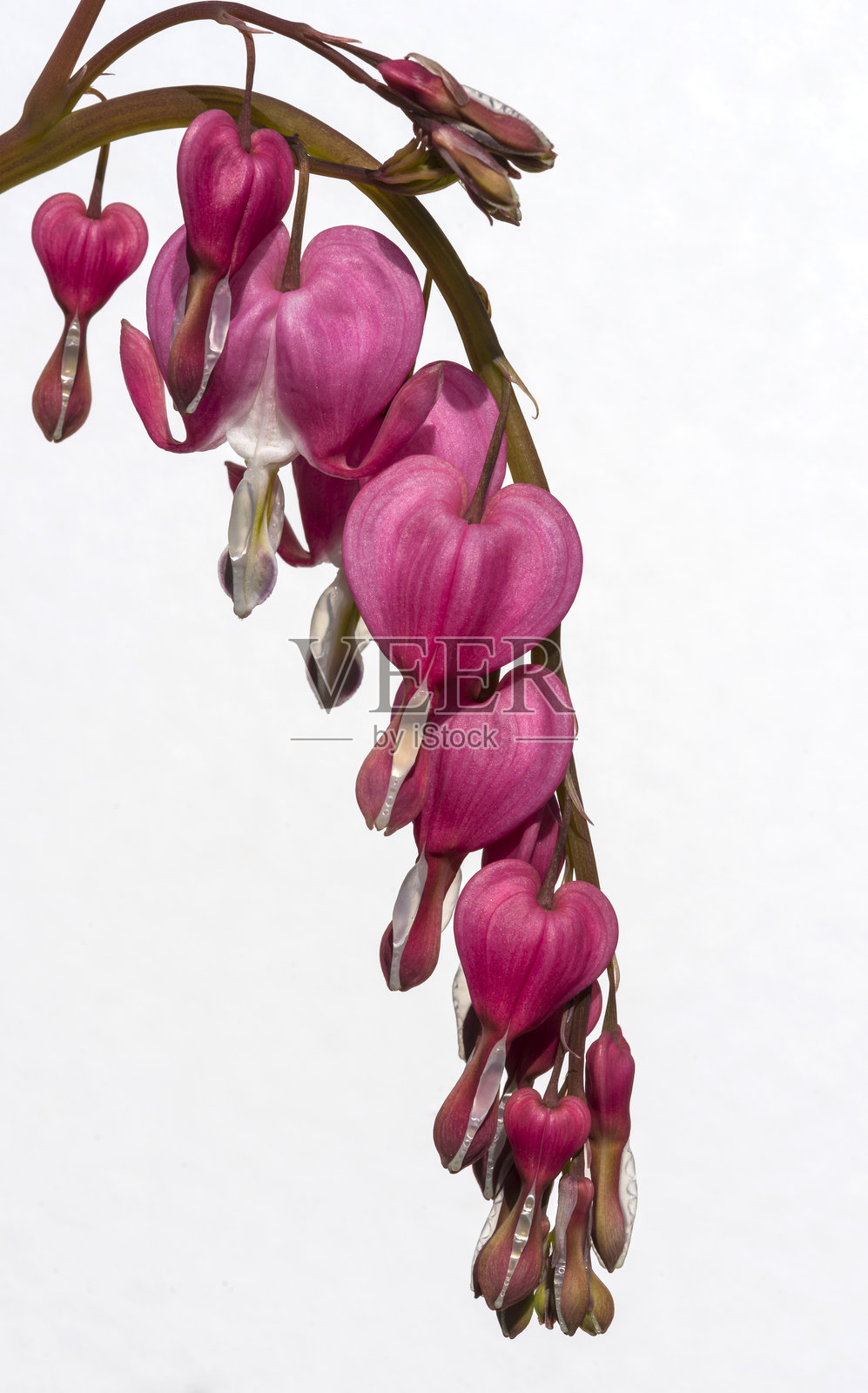 孤立的心形花(Dicentra spectabilis)植物在白色背景上照片摄影图片