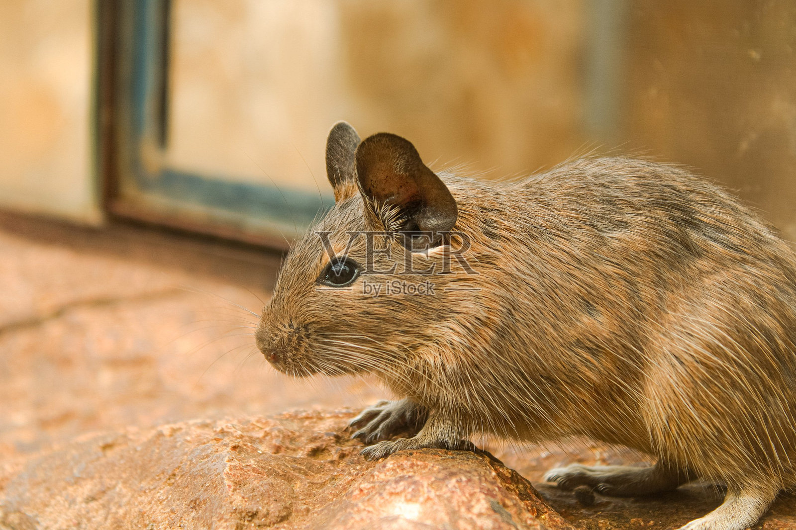 小型啮齿动物坐在石头上照片摄影图片