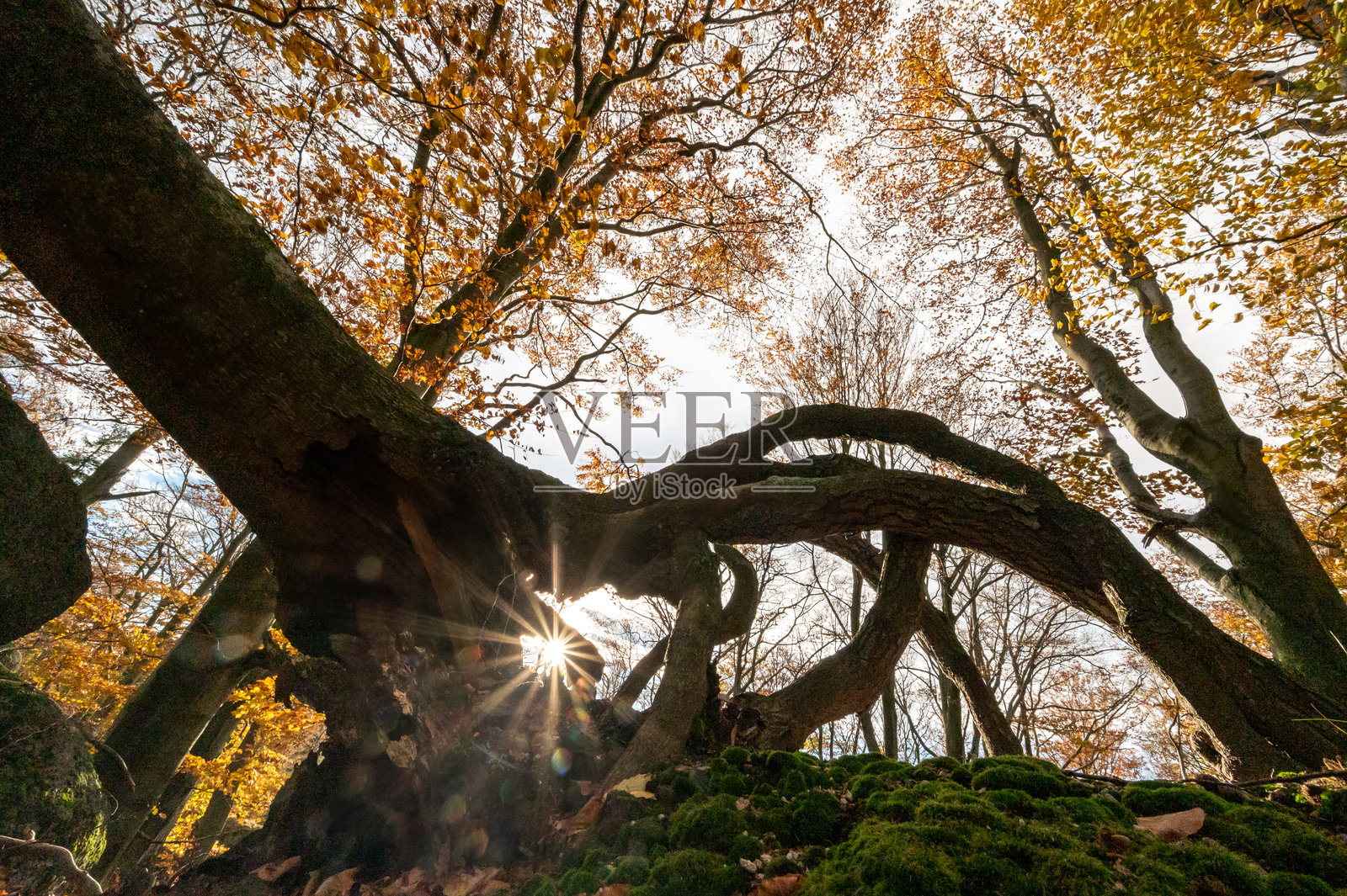捷克共和国吉泽拉山脉的秋季森林,树干和五彩斑斓的山毛榉树冠照片摄影图片