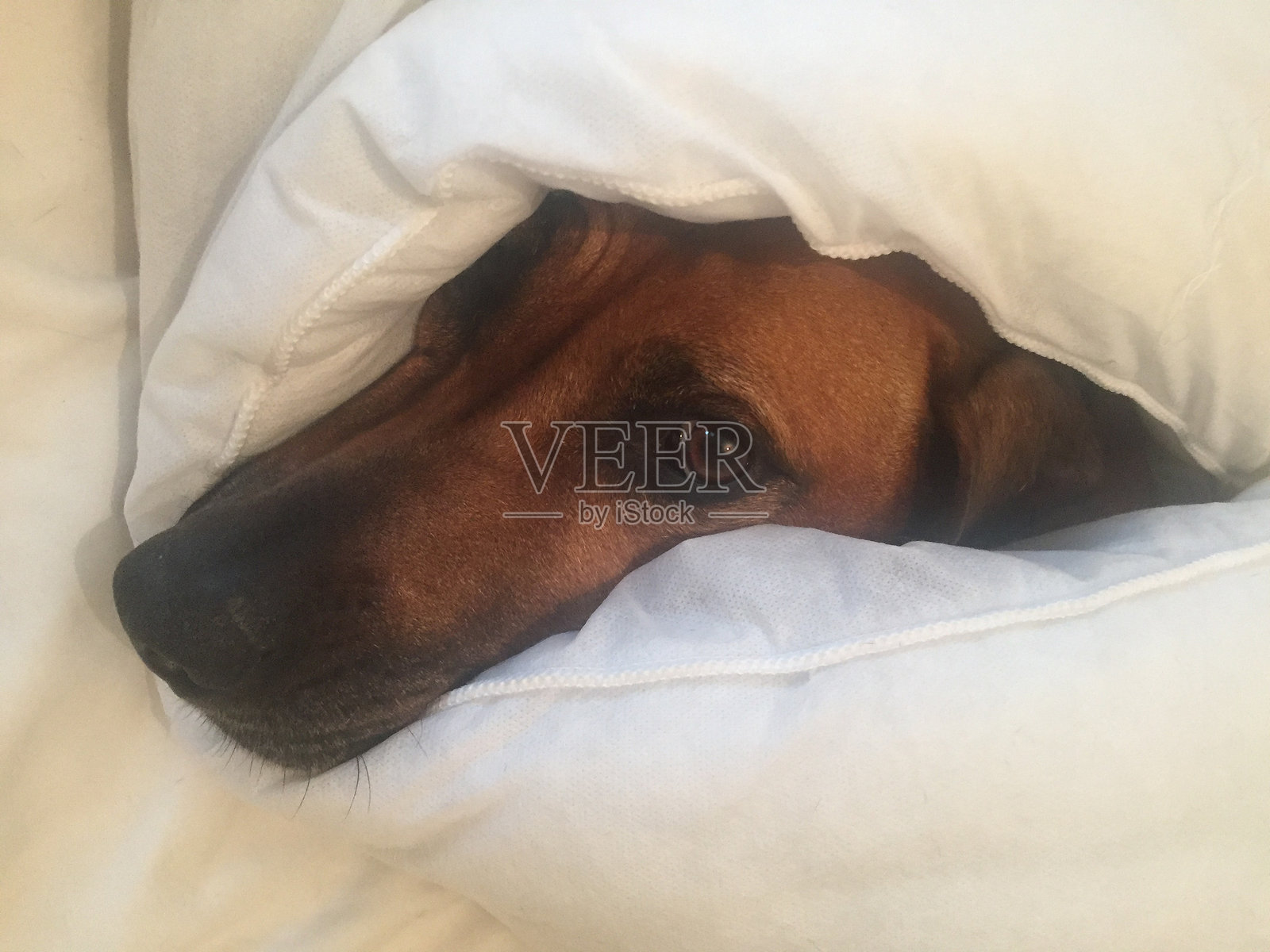 醒醒吧照片摄影图片