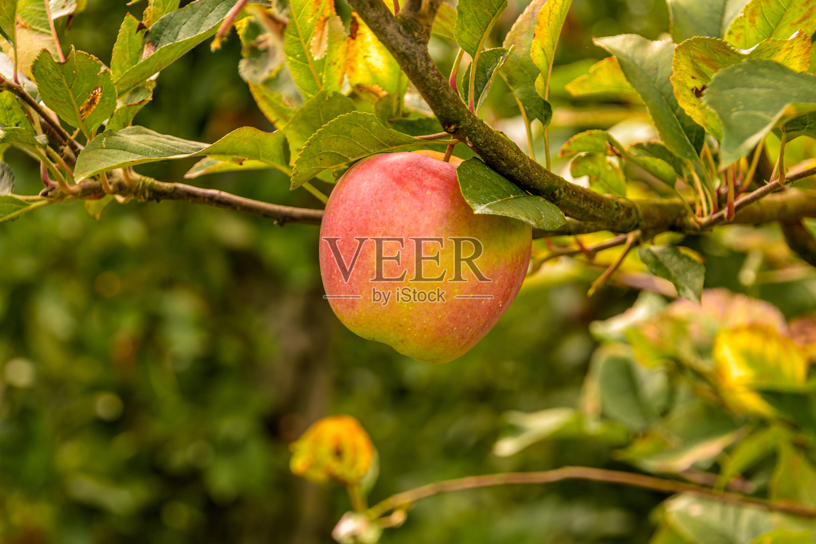 树上的新鲜苹果照片摄影图片