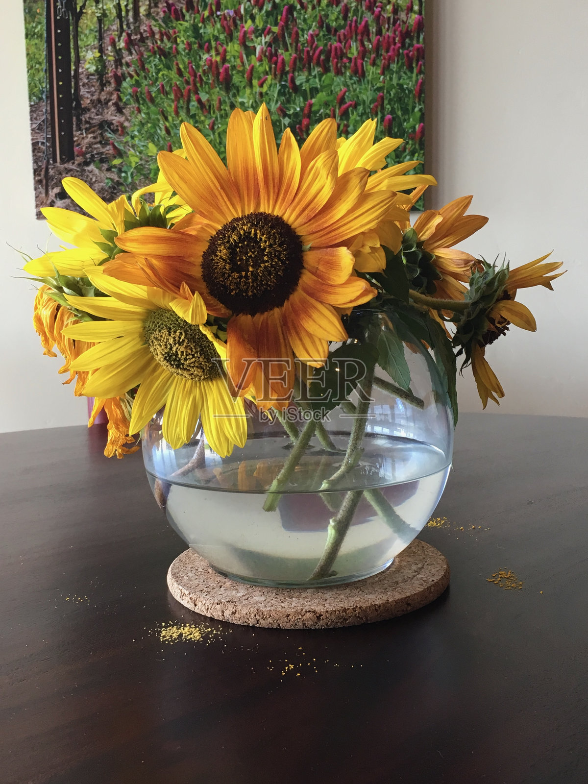 玻璃花瓶中的向日葵照片摄影图片