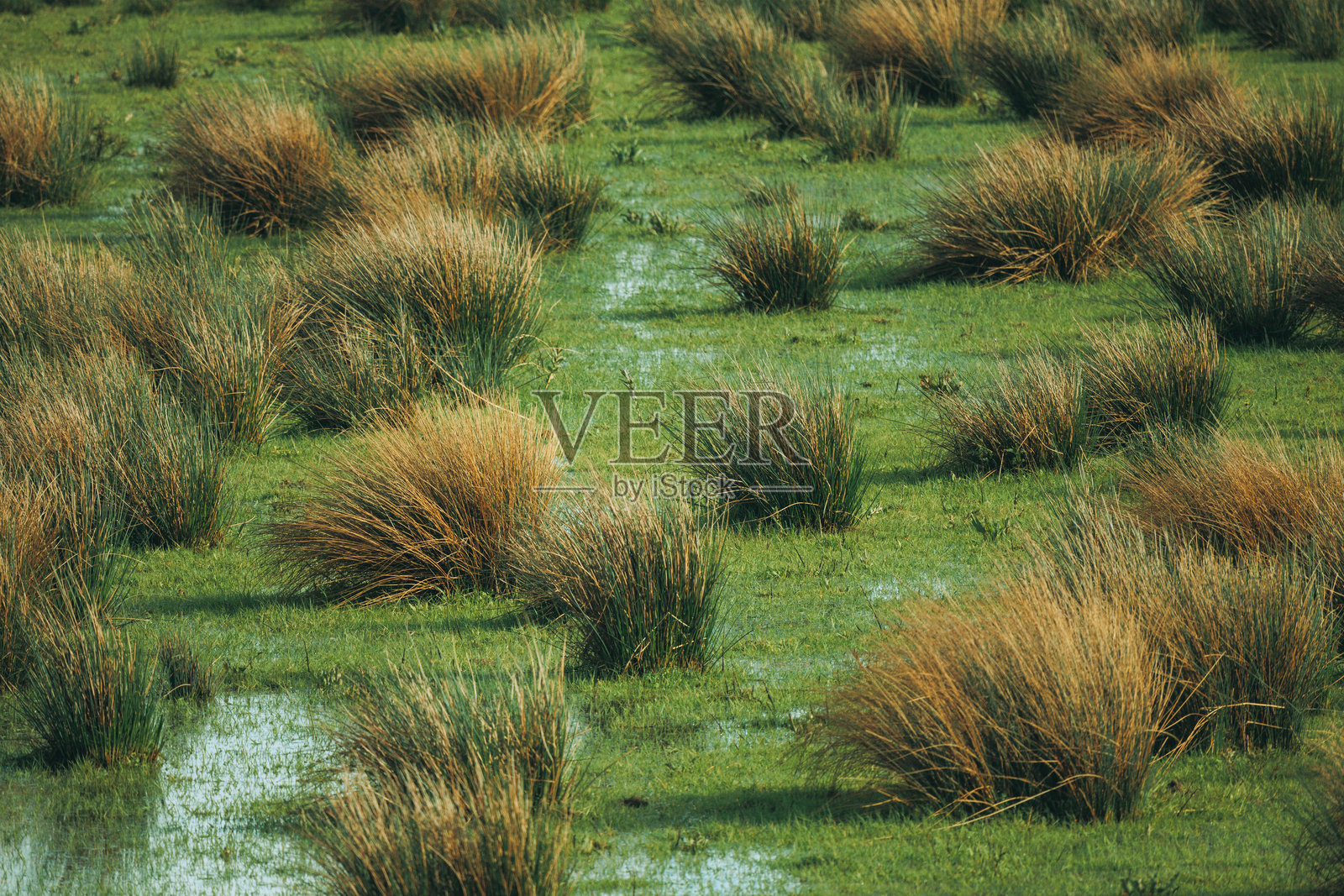 荷兰北布拉班特省维尔肯丹村附近的荷兰国家公园沼泽景观照片摄影图片