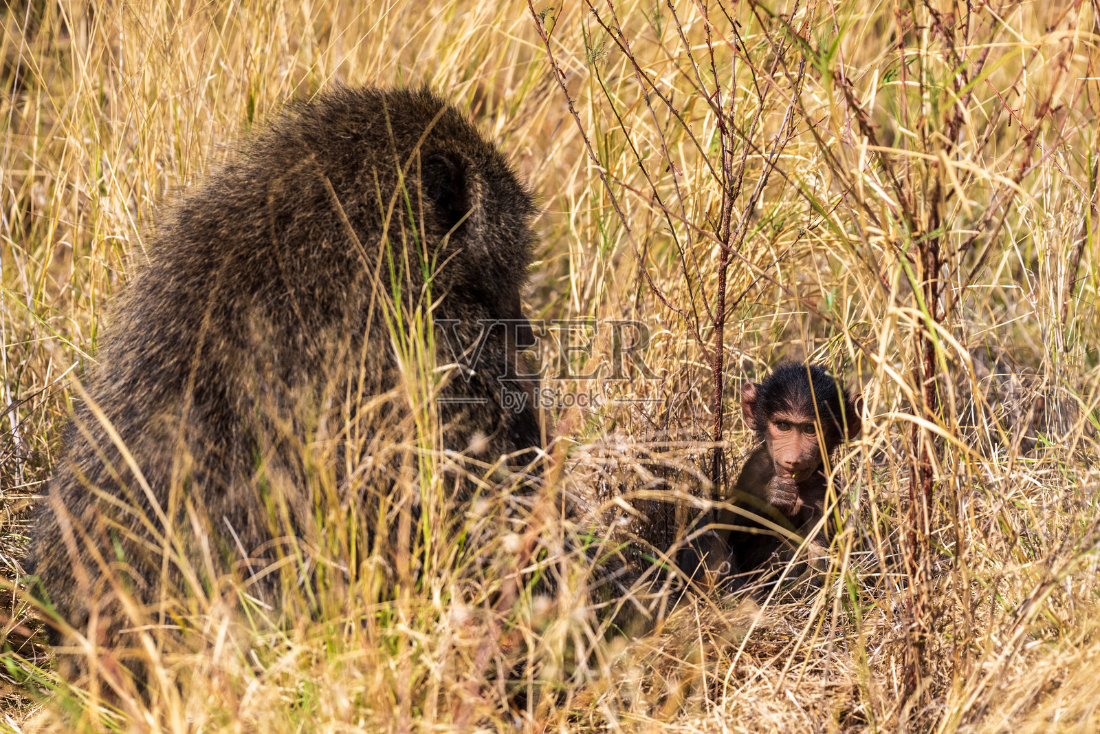 桑布鲁国家保护区的狒狒照片摄影图片