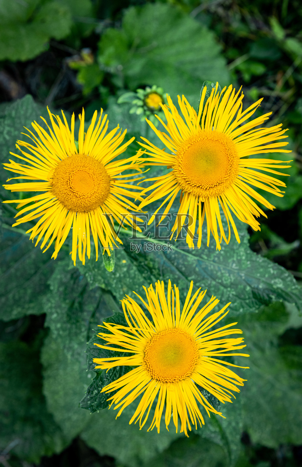 夏天山中盛开的黄色花朵。照片摄影图片