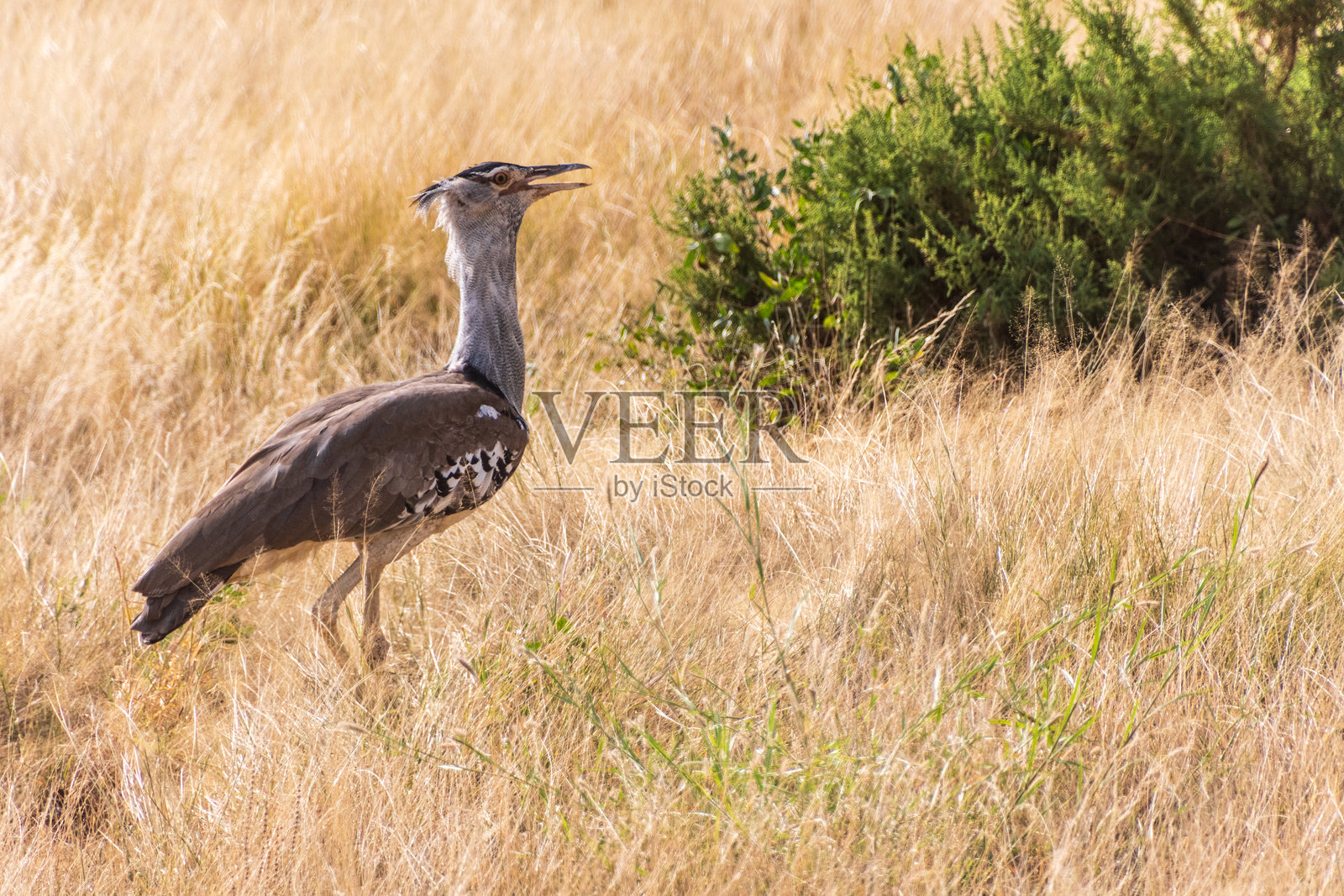 在桑布鲁国家保护区的科里·布斯塔德照片摄影图片