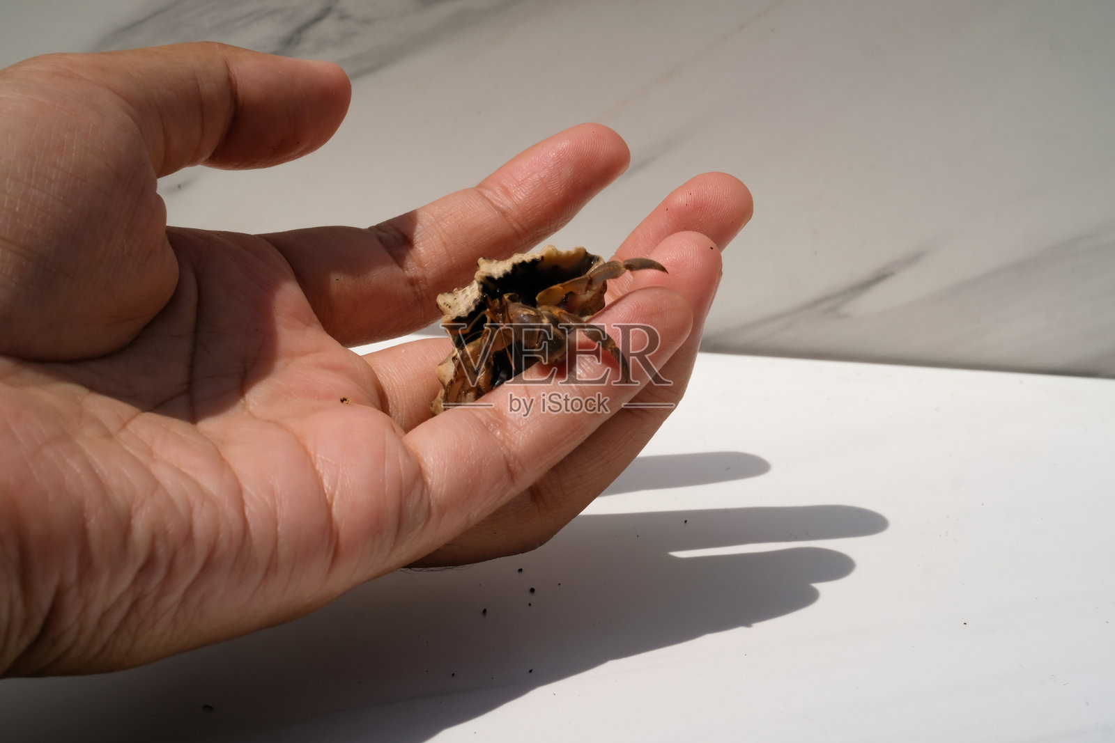 寄居蟹宠物在手掌中玩得很开心照片摄影图片