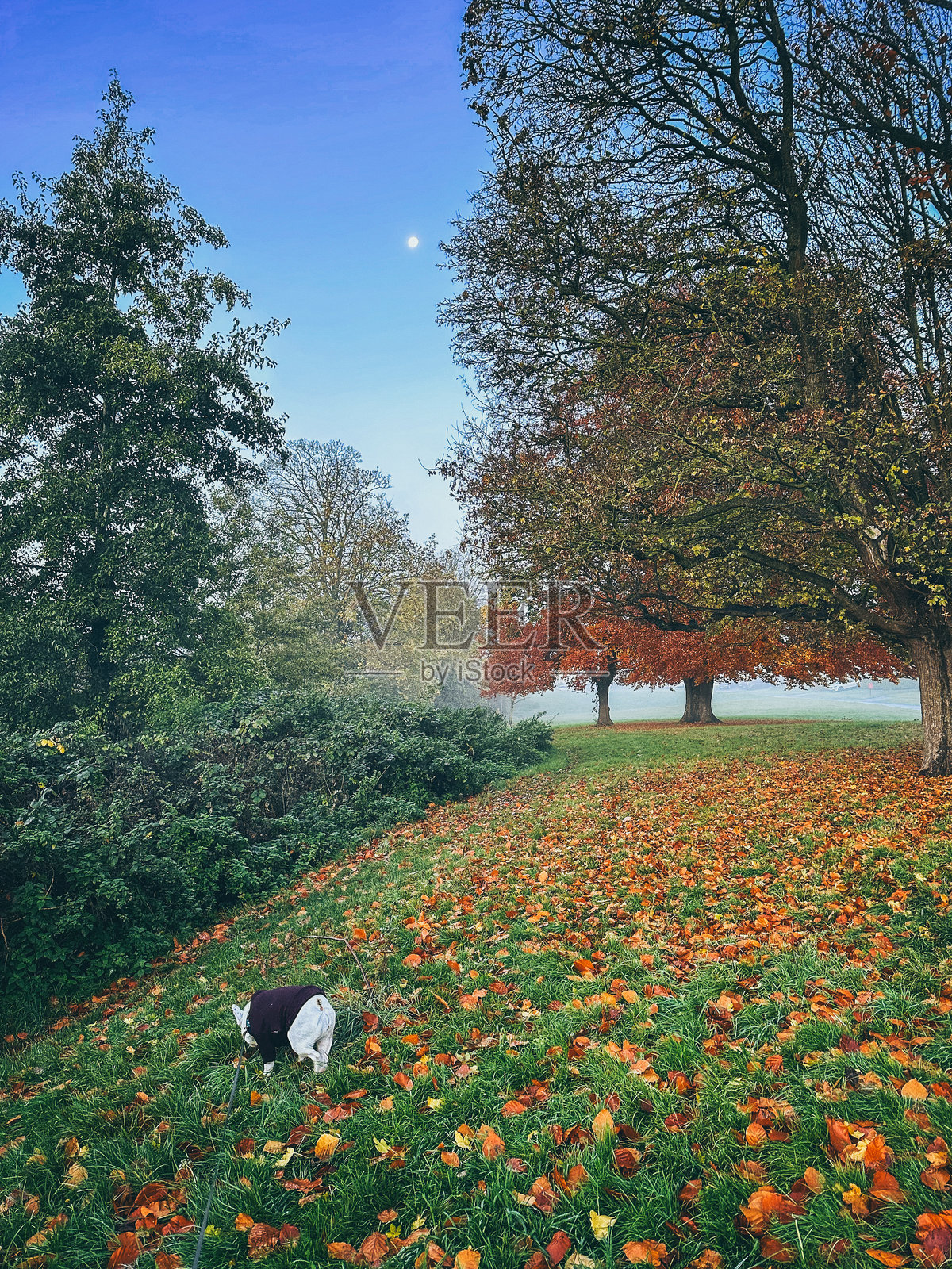 宁静秋晨中的遛狗照片摄影图片