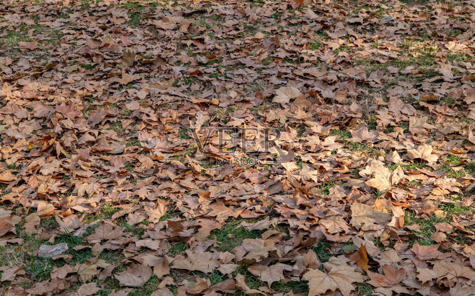秋天落在地上的干枯树叶照片摄影图片