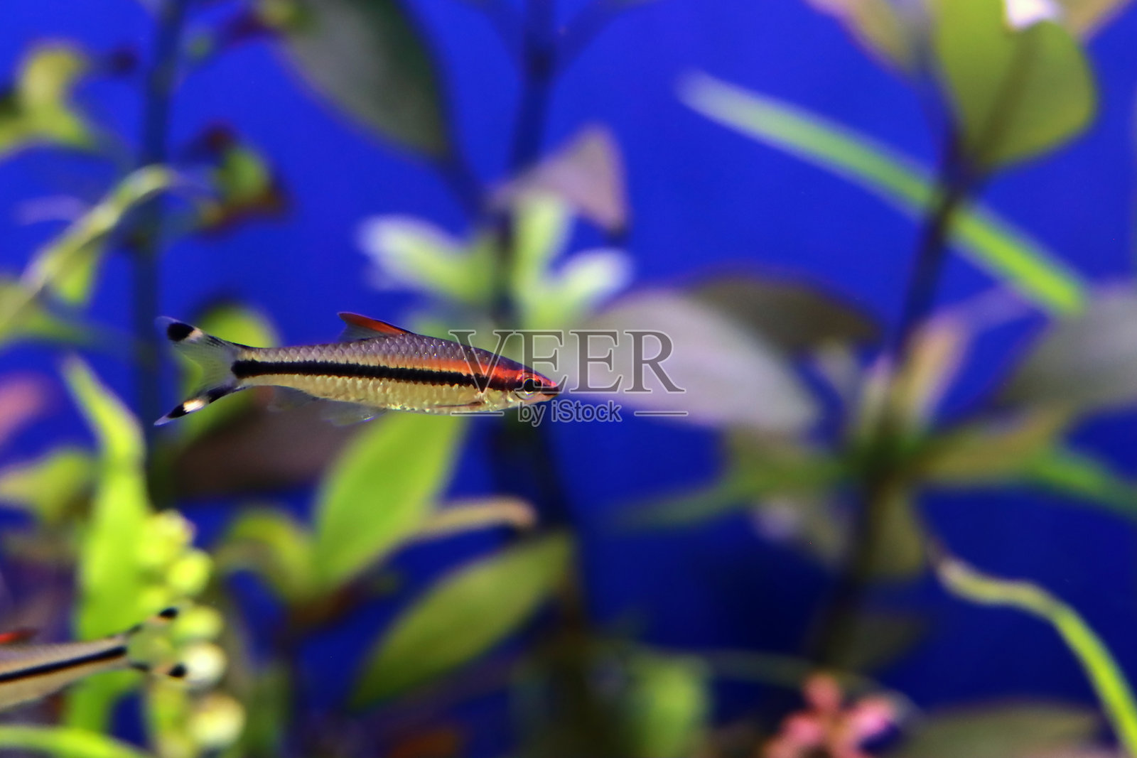 丹尼森巴布淡水鱼 - (Dawkinsia denisonii)照片摄影图片