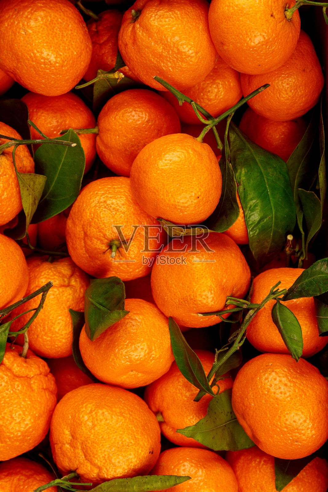 新鲜的橘子或蜜橘在白色背景上。照片摄影图片