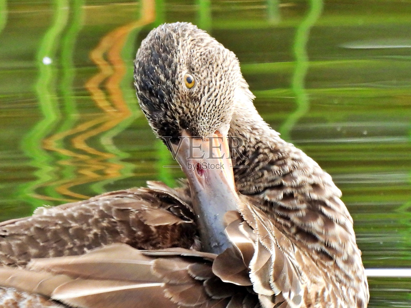 北方铲嘴鸭(Anas clypeata)在湖中梳理羽毛照片摄影图片