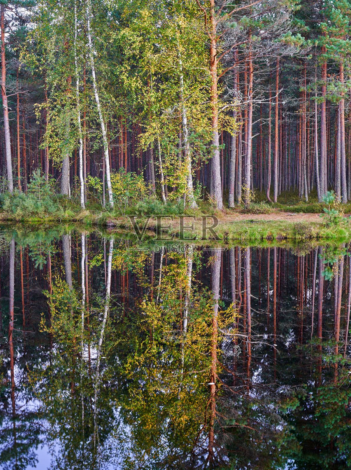 宁静的森林在平静的湖面上的倒影。照片摄影图片