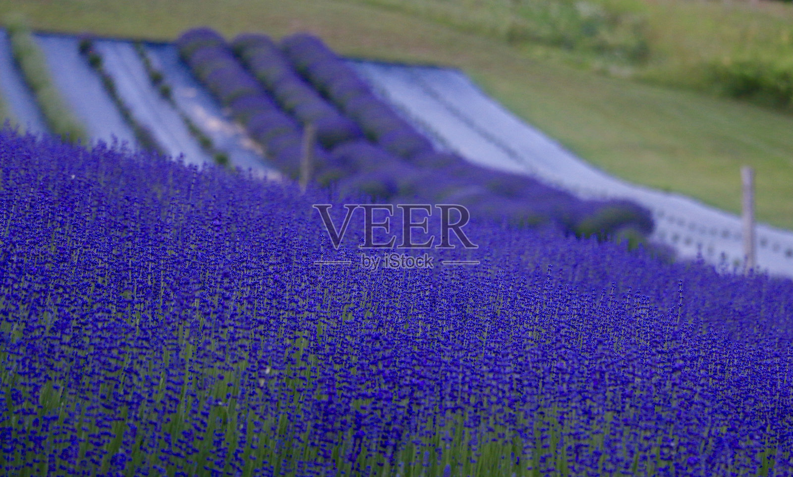 薰衣草田照片摄影图片