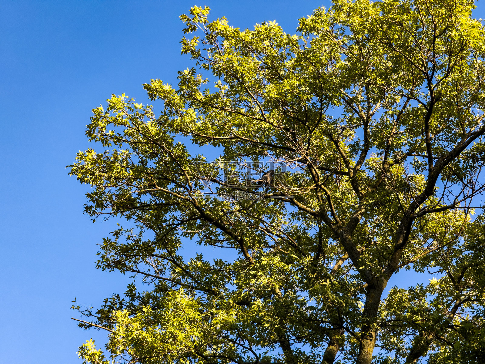 栖息在树枝上的乌鸦,背景是清澈的蓝天和绿色的叶子照片摄影图片