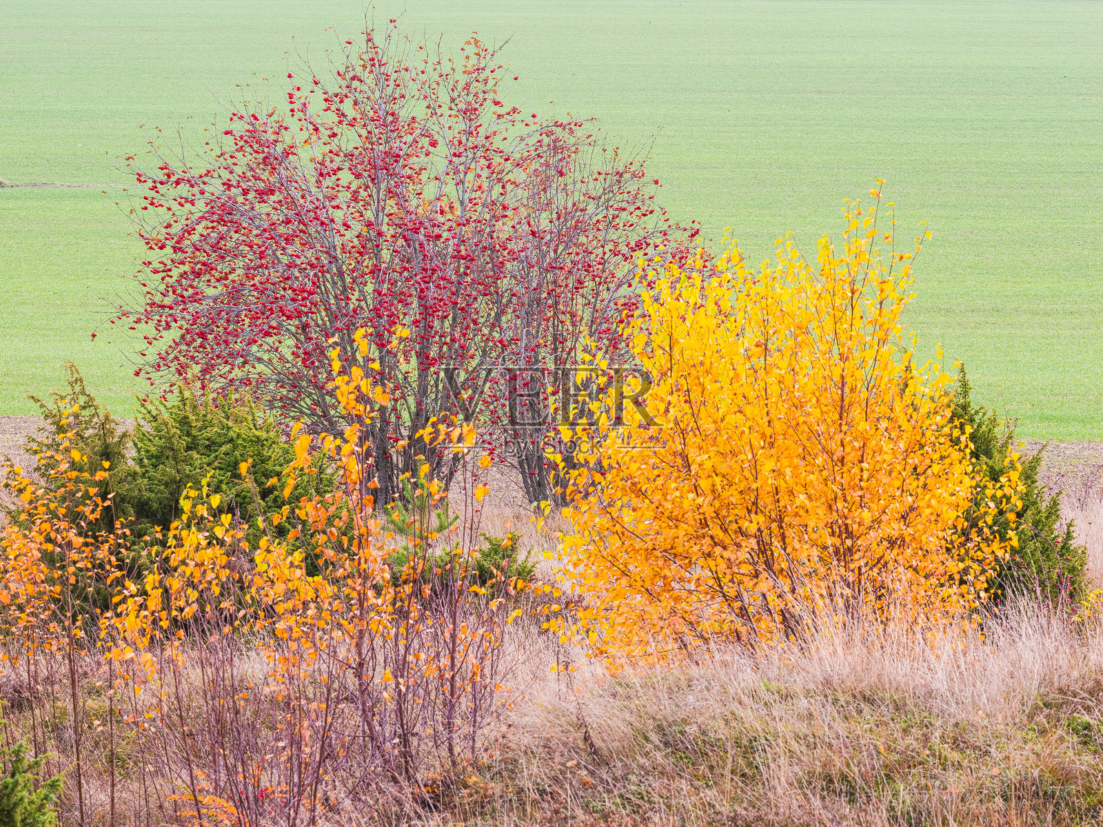 瑞典的秋季色彩绚丽多彩,展现出宁静的风景中黄色、橙色和红色的树叶。照片摄影图片
