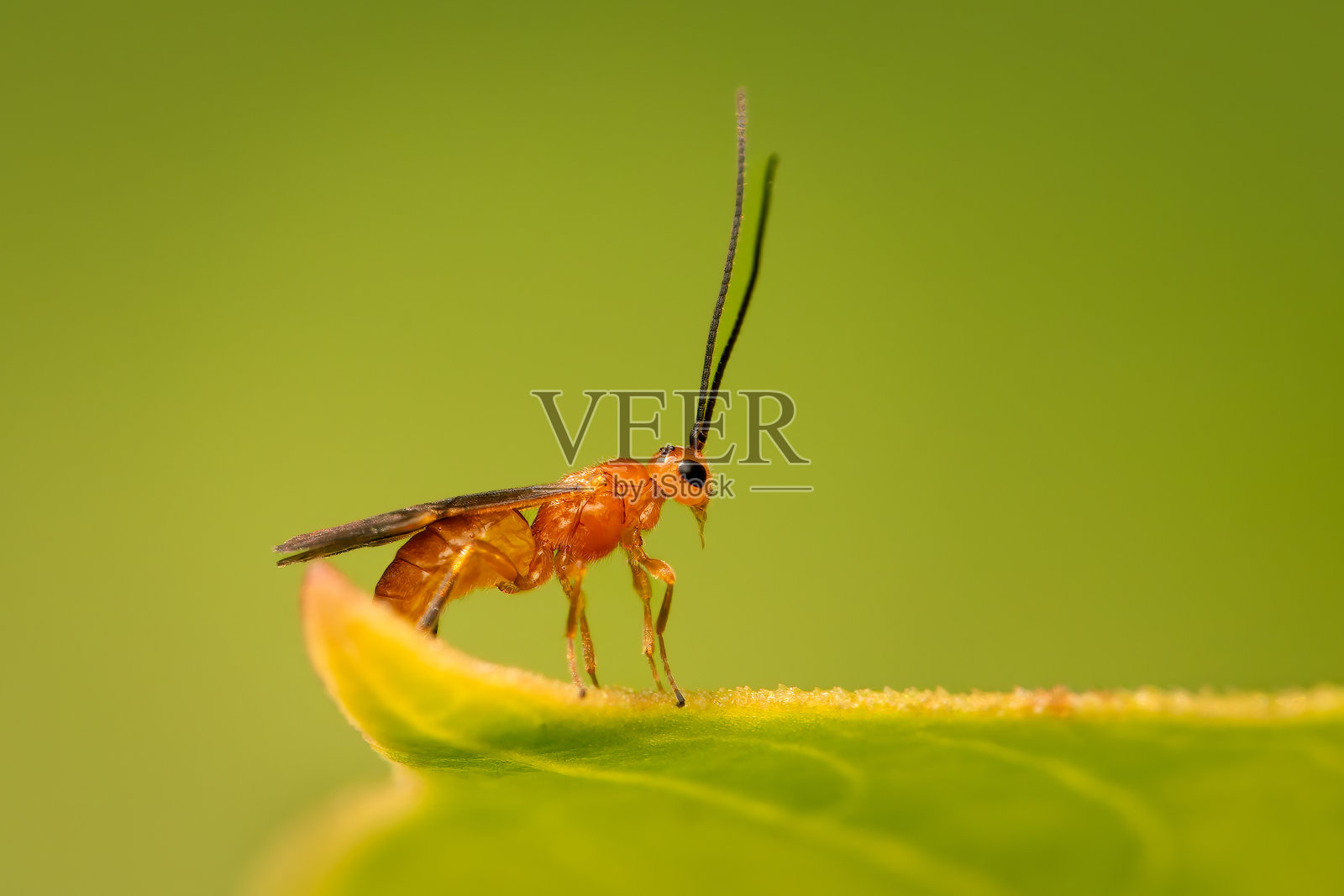 小型寄生性小蜂栖息在叶子边缘,背景模糊的绿色。照片摄影图片