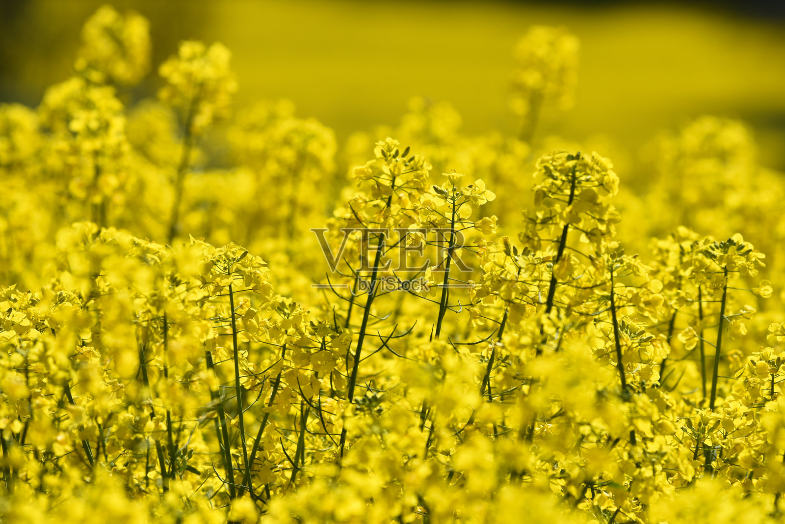 Rapsfeld照片摄影图片