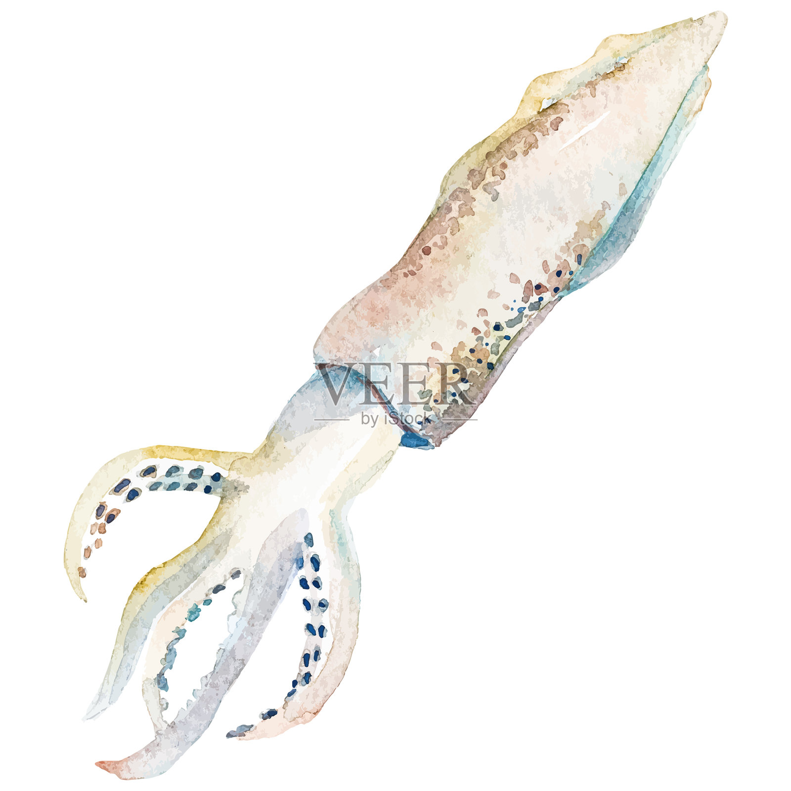 水彩画的鱿鱼。手绘的新鲜海鲜设计元素,独立于白色背景。插画图片素材