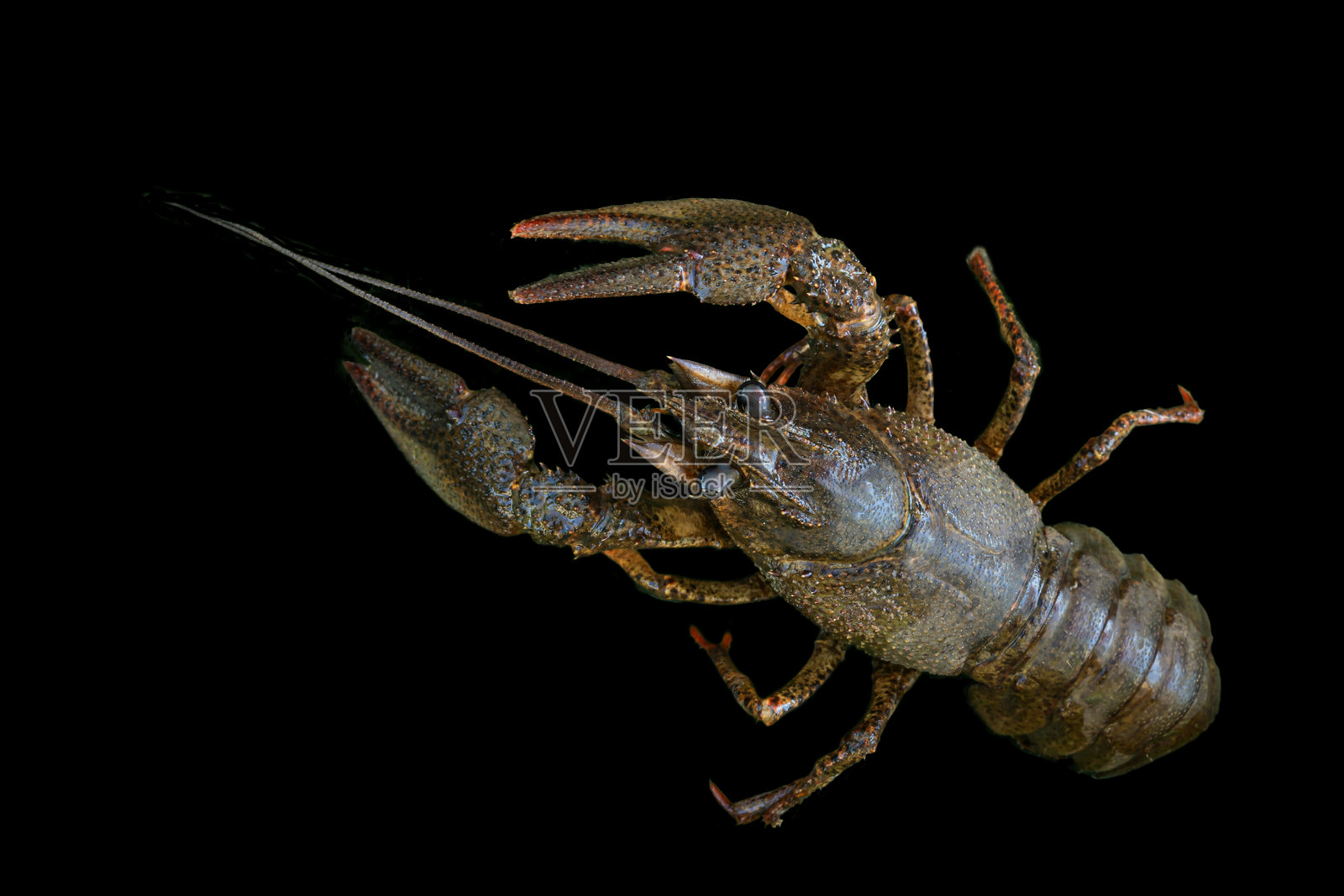 欧洲癌(Astacus astacus),高贵的癌或宽趾癌在黑色背景上的特写照片摄影图片