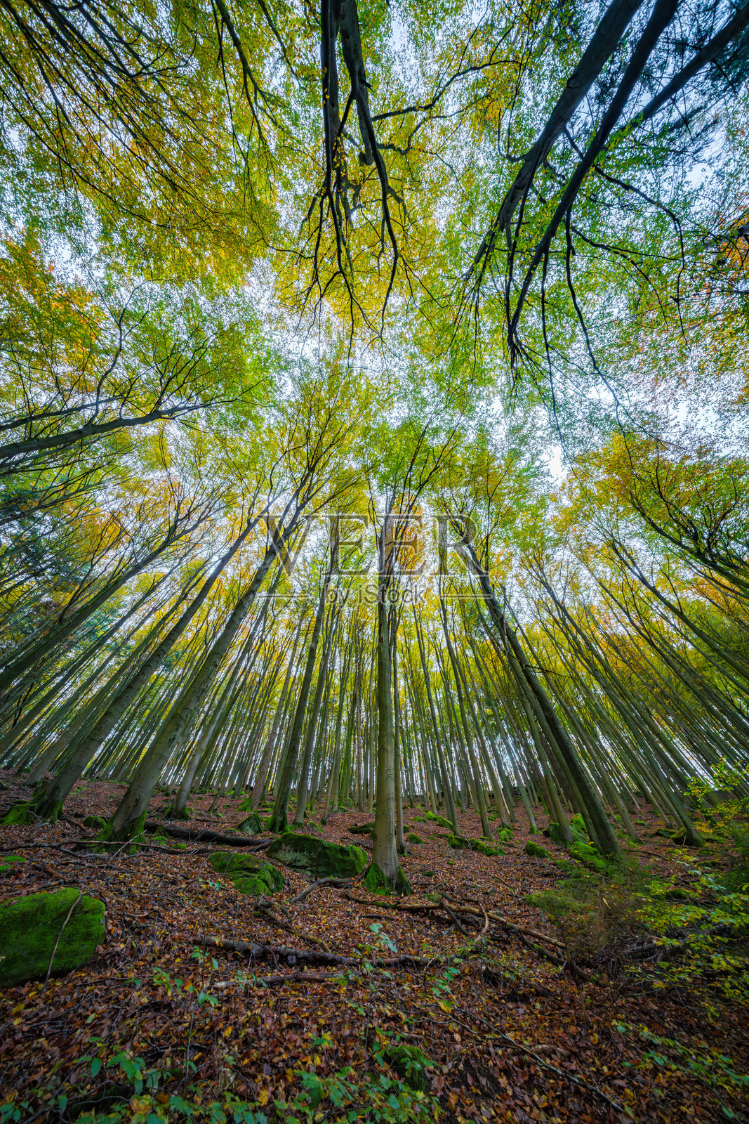 秋天的森林树冠展现出令人惊叹的色彩,树叶在地面上铺成一层地毯。照片摄影图片