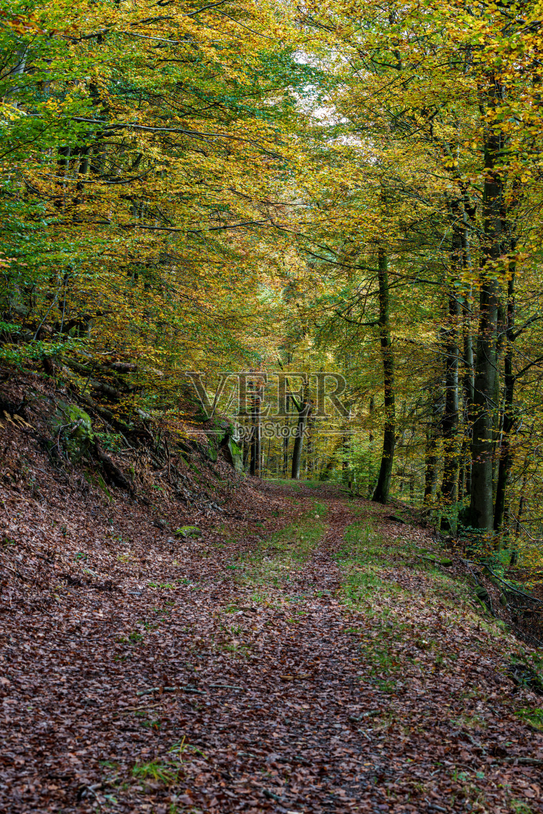 宁静的秋季森林小径,阳光下装点着美丽多彩的树叶照片摄影图片