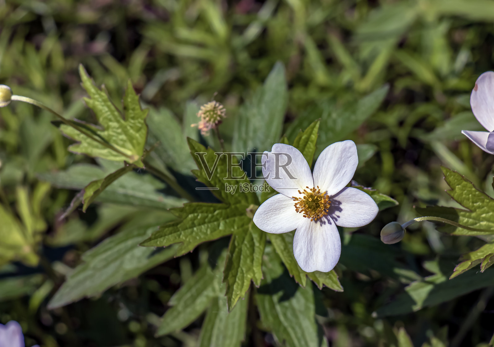 美丽的夏季花卉背景。森林中的第一批春季花朵。照片摄影图片