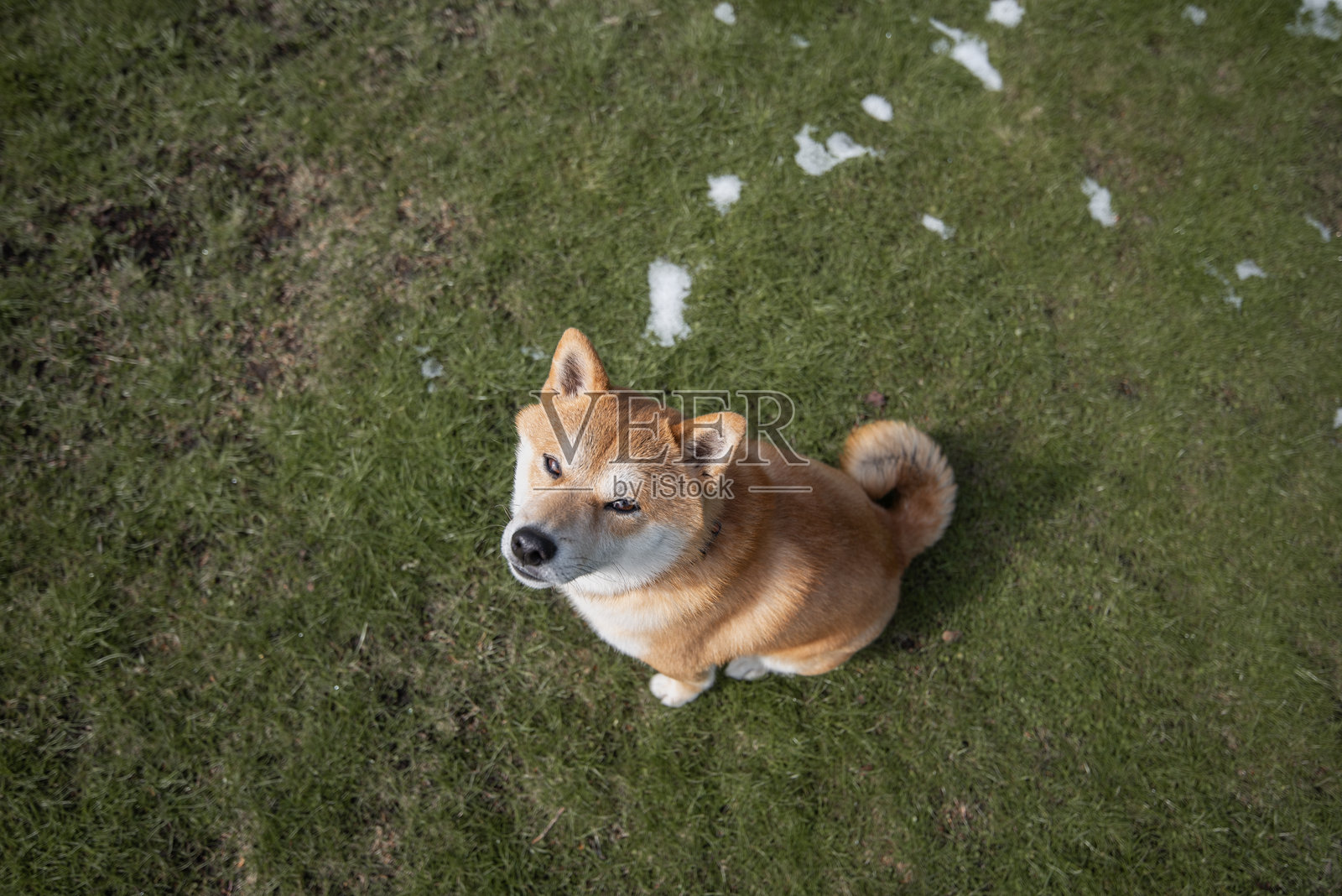 柴犬坐在早春的草坪上,地面上有一些雪。俯视图。照片摄影图片