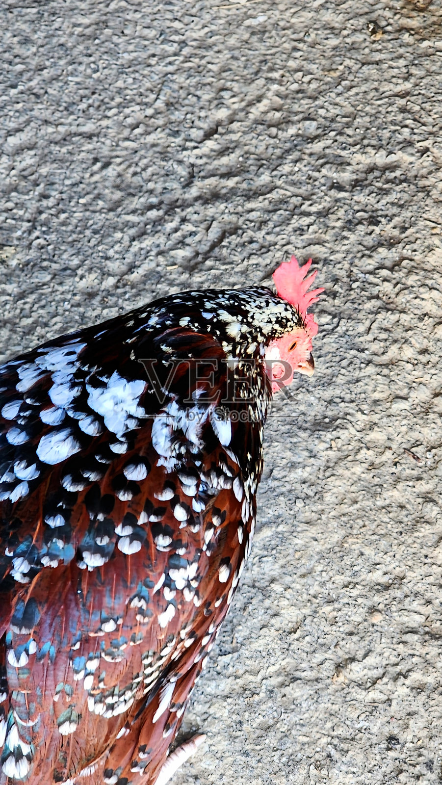 农场的十一月照片摄影图片