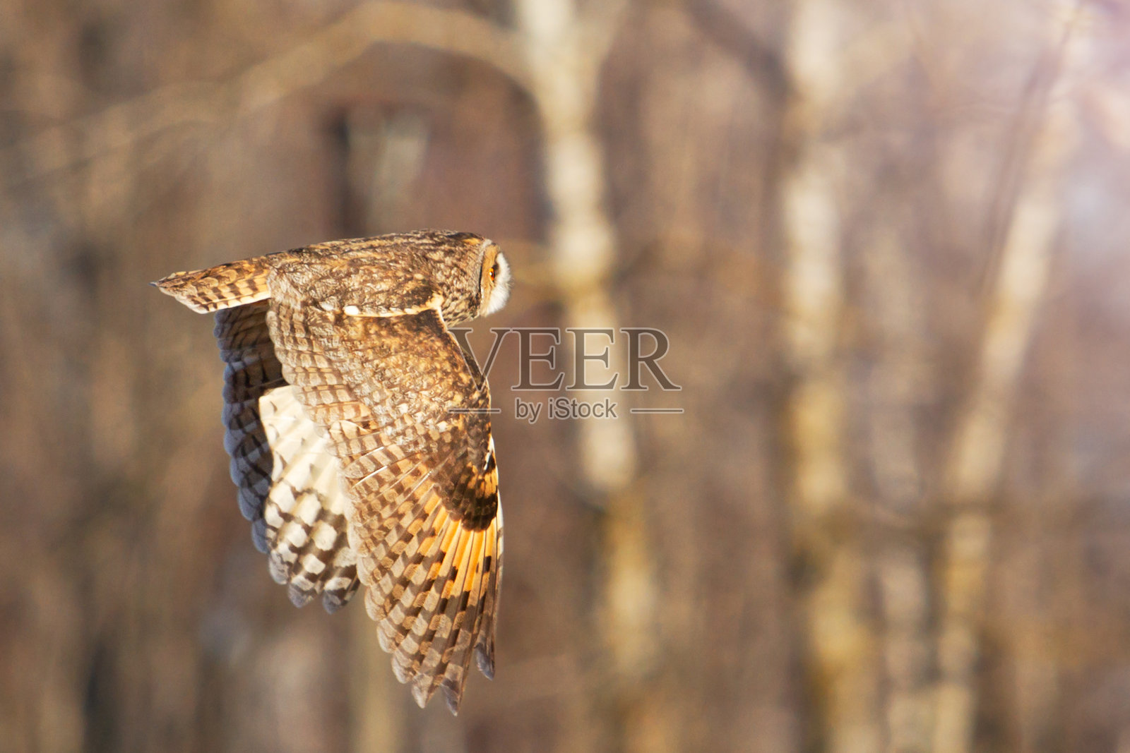 森林中飞翔的猫头鹰照片摄影图片