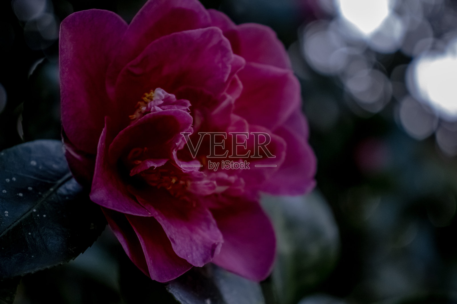 粉色山茶花 / 山茶花照片摄影图片