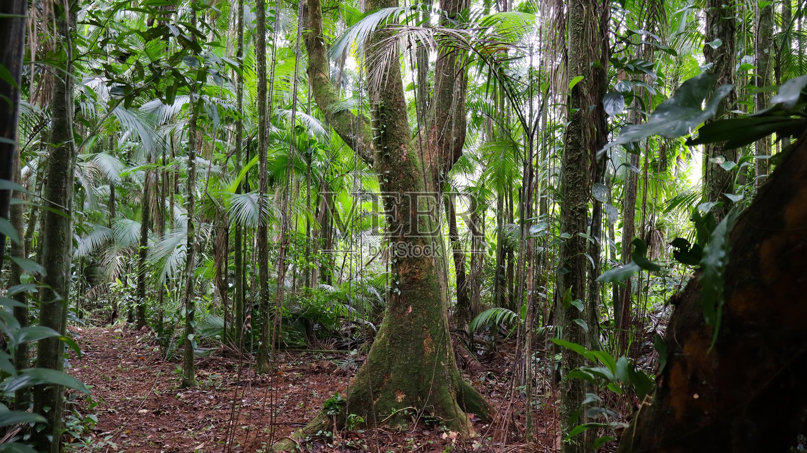大西洋森林,带有朱萨拉棕榈照片摄影图片