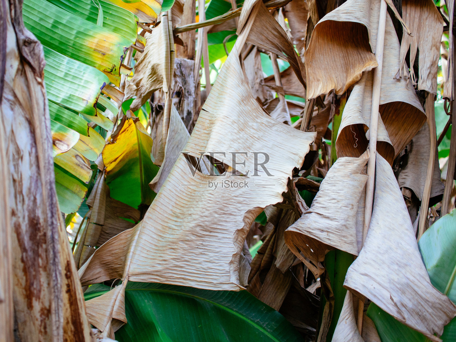 香蕉叶照片摄影图片