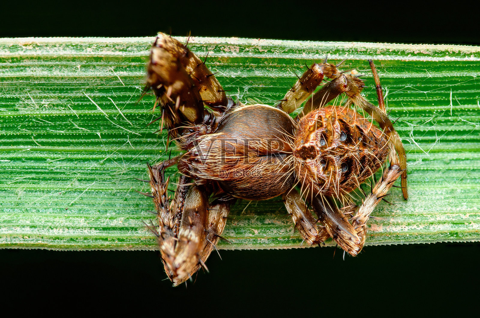 刺球蛛栖息在绿色叶子上。照片摄影图片