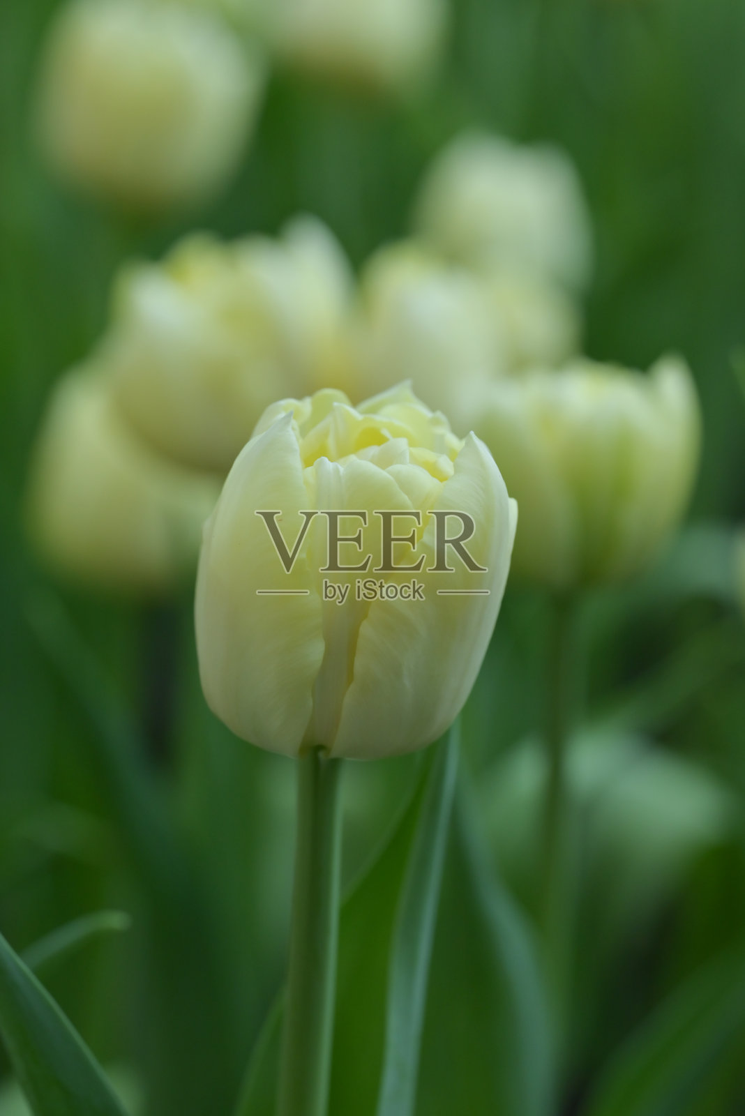 郁金香特写,展现柔和的黄色花瓣。郁金香盛开,营造出郁郁葱葱、色彩斑斓的场景。照片摄影图片