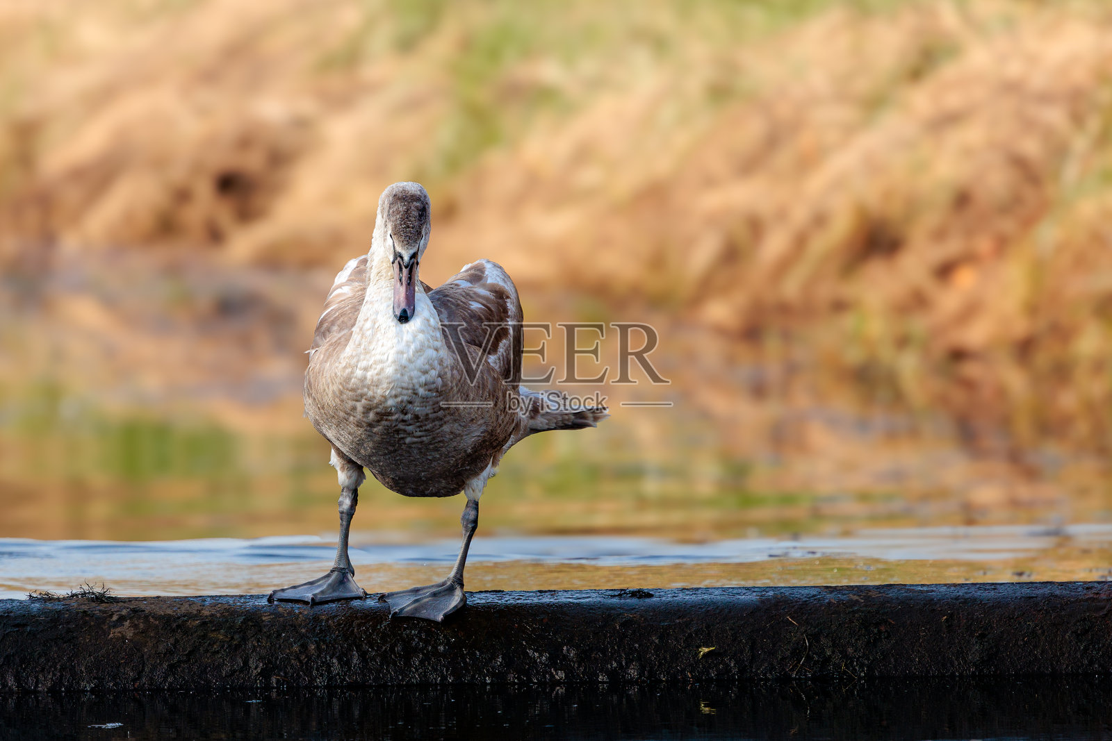 水面上的小天鹅照片摄影图片