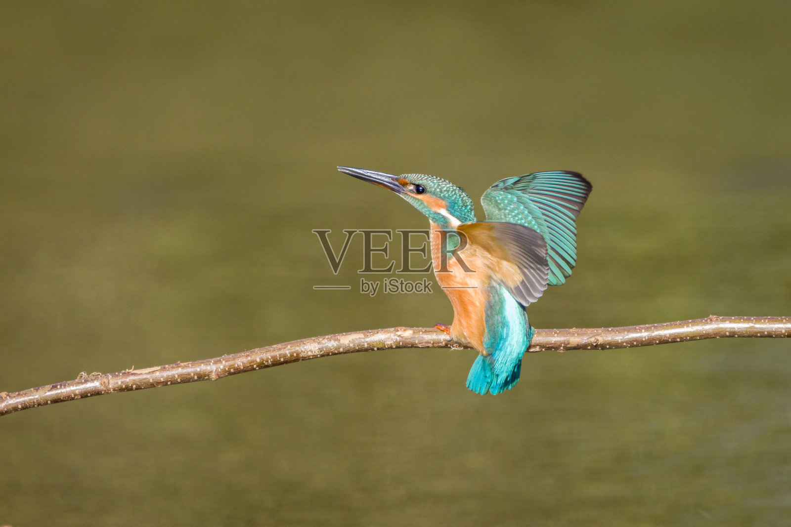 普通翠鸟(Alcedo atthis)湿地鸟类,雌性照片摄影图片