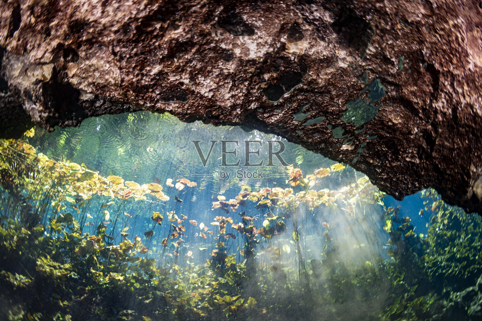 在墨西哥的水下洞穴潜水照片摄影图片