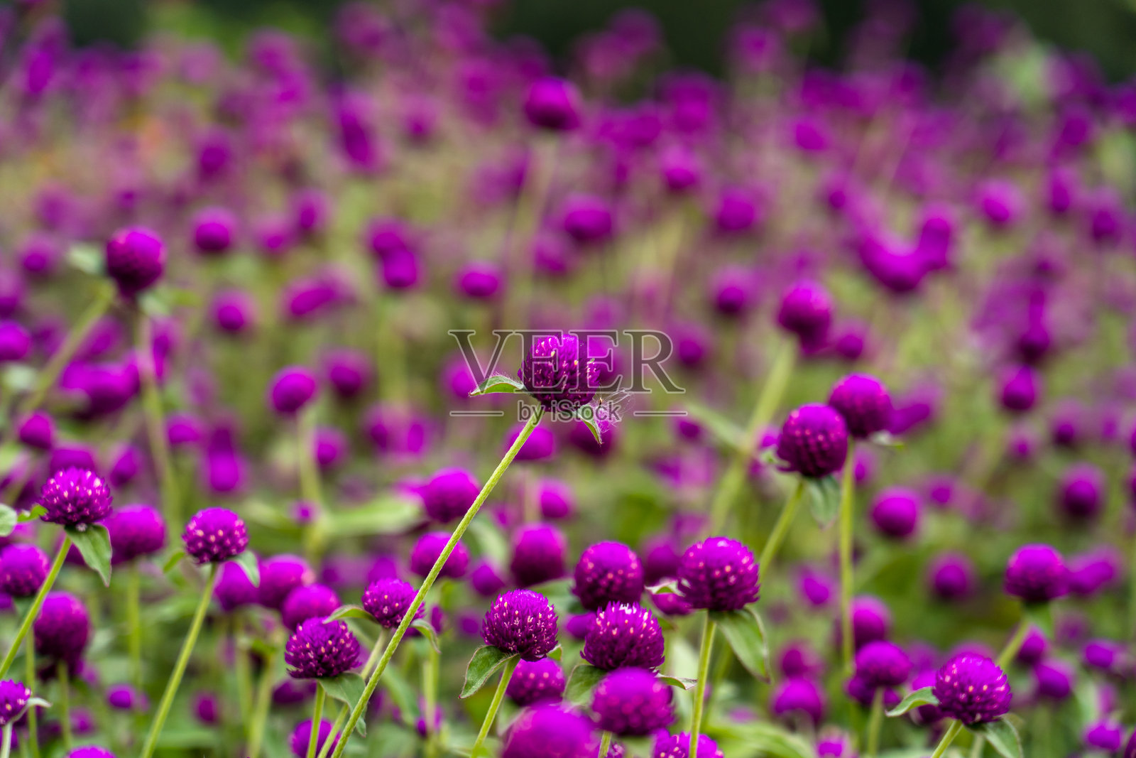 花开球菊花照片摄影图片