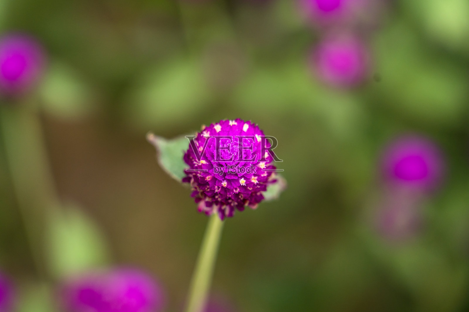 花开苋菜花照片摄影图片