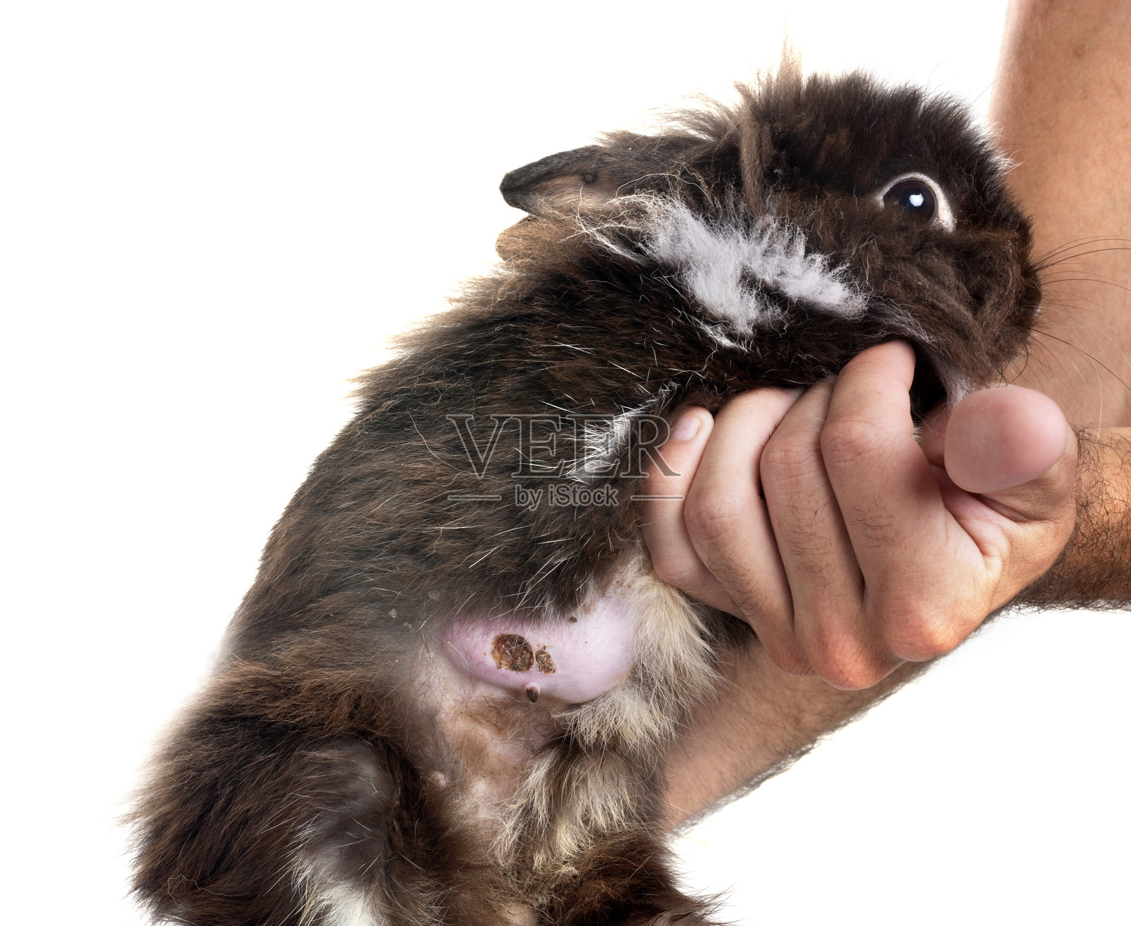 年轻的狮头兔照片摄影图片