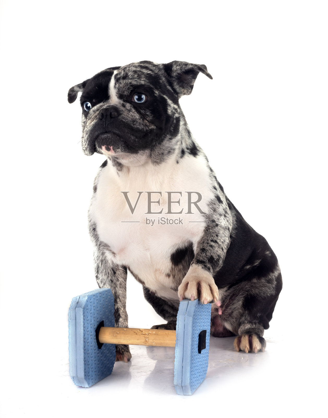 法斗在摄影棚里照片摄影图片